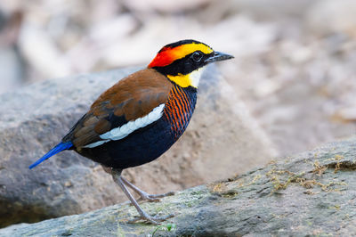 Close up of vivid color pitta bird standing on rock in tropical forest. colourful banded pitta bird.