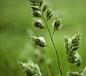 Close-up of wheat plant