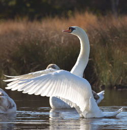 Close-up of swan in lake