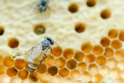 Close-up of bee on leaf