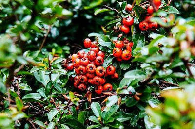 Close-up of red berries growing on tree