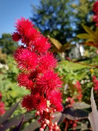 Close-up of red flowering plant