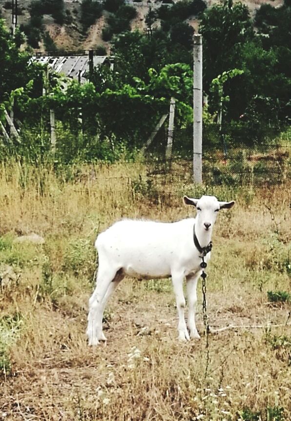 SHEEP STANDING ON FIELD