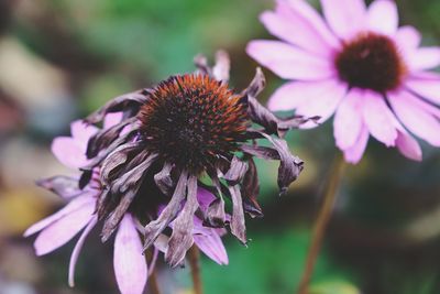 Close-up of purple flowering plant