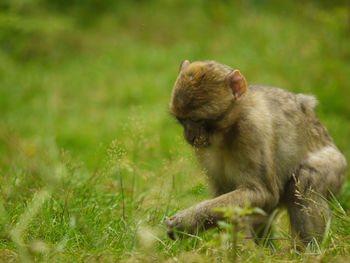 Meerkat sitting on field