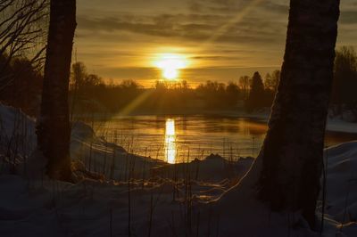 Sun shining through trees