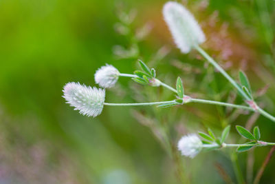 Close-up of flowers against blurred background