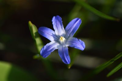 Close-up of purple flower blooming outdoors