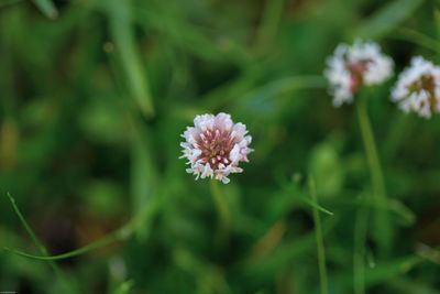 Close-up of pink flowering plant
