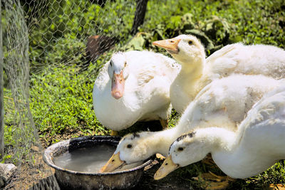 Close-up of swans in water