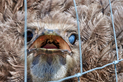 Ostrich behind a fence with open beak in front view