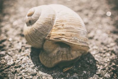 Close-up of snail