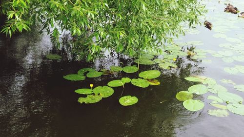 Water lily in lake