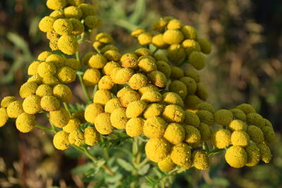 Close-up of yellow plant