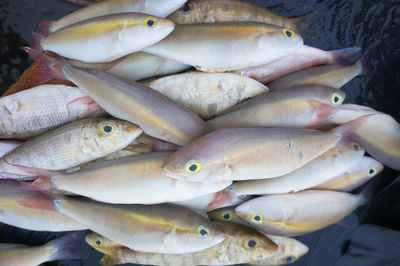 High angle view of fish for sale