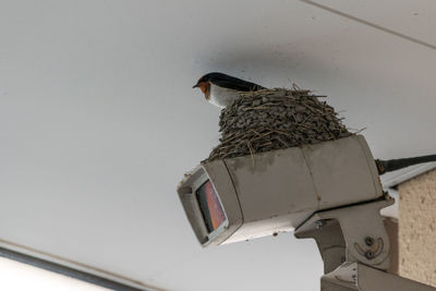 Low angle view of bird perching on pole