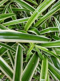 Full frame shot of fresh green grass