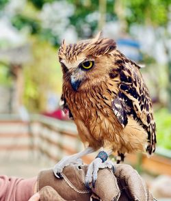 Close-up of owl 