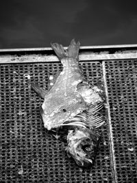 Close-up of crab hanging