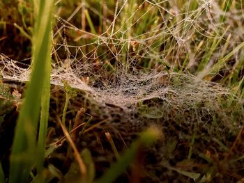 Close-up of spider web on plant