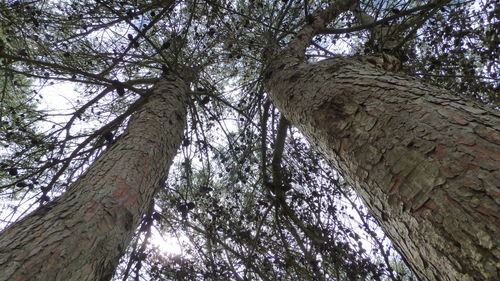 Low angle view of trees against sky