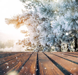 Close-up of frozen plant against trees during winter