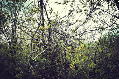 Bare trees against sky