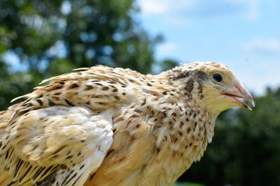 Close-up of bird