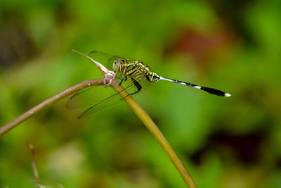 Close-up of insect on leaf