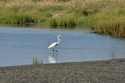 View of bird on lakeshore
