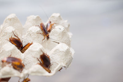 Close-up of bee