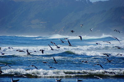 Birds flying over sea against mountains