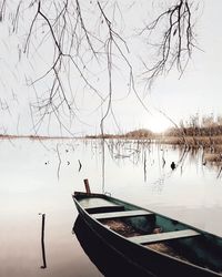 Bare trees in the lake