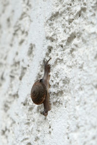 Close-up of snail on wall