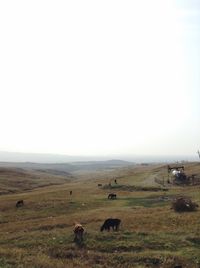 Cows grazing on field against clear sky