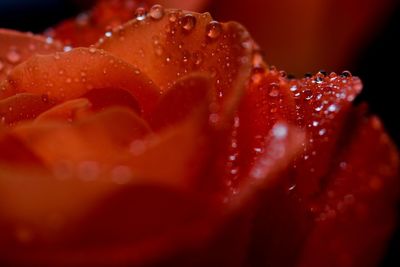 Close-up of water drops on red rose