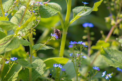 Close-up of honey bee on purple flowering plant