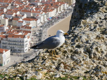 Seagull perching on a rock in city