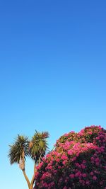 Low angle view of flower trees against clear blue sky