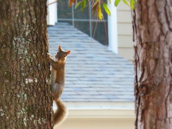 Close-up of squirrel on tree trunk