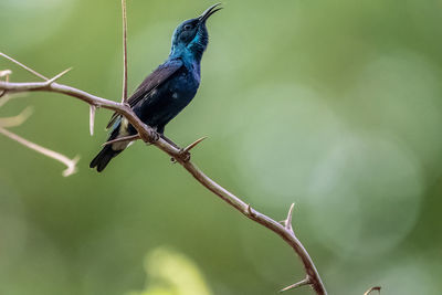 Close-up of bird perching on branch