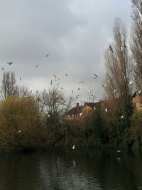 Bird flying over calm lake