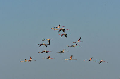 Low angle view of birds flying in sky