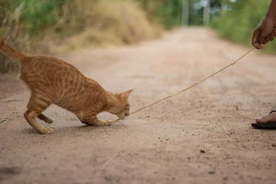 Full length of hand holding cat on footpath