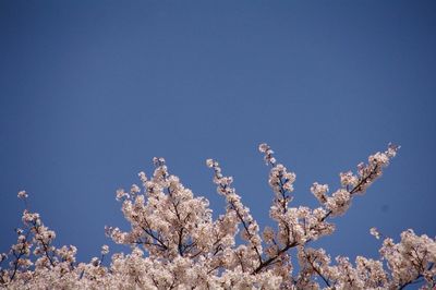 Low angle view of flowers against blue sky