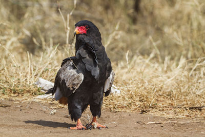 Black bird on a field