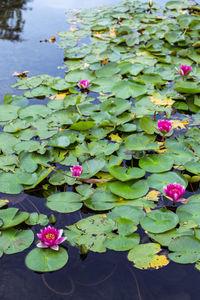 Close-up of lotus water lily in lake