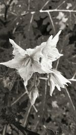 Close-up of butterfly on plant