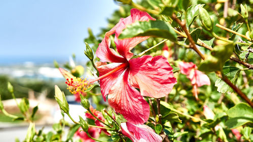 Close-up of pink hibiscus plant