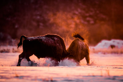 Horses in a field during sunset